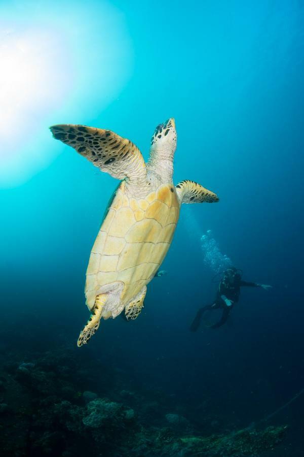 Bali Dive Resort Amed Zewnętrze zdjęcie