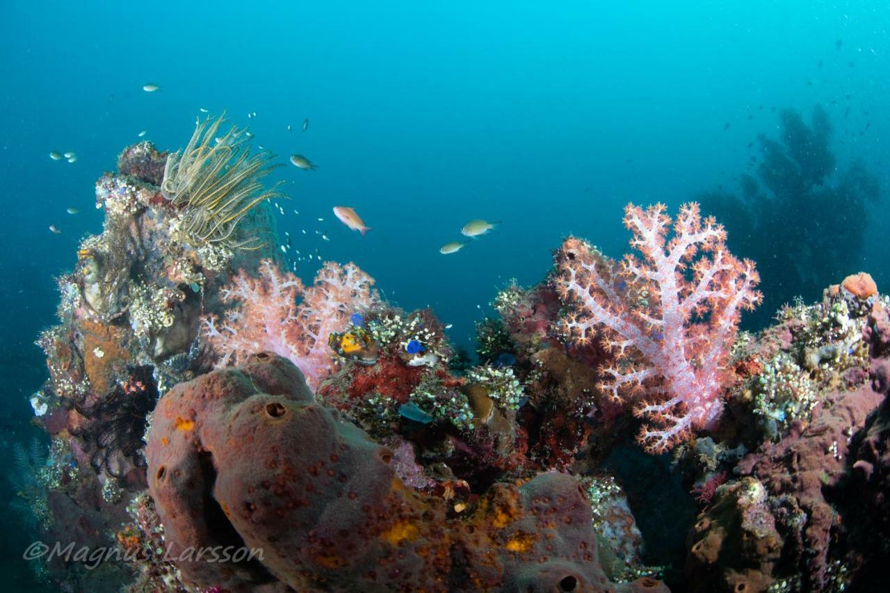 Bali Dive Resort Amed Zewnętrze zdjęcie