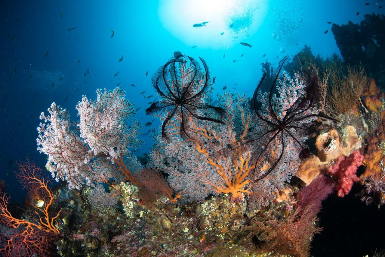 Bali Dive Resort Amed Zewnętrze zdjęcie